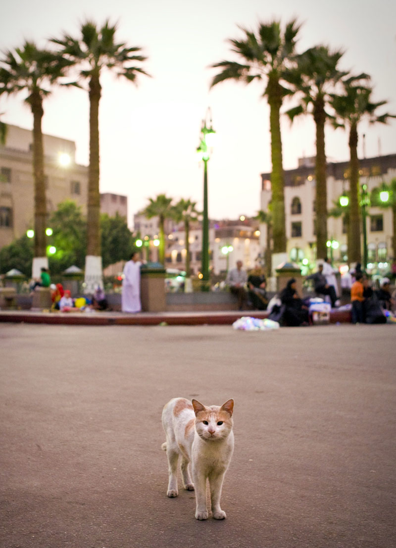 Cairo Cat. Photo by Zandy Mangold. © 2009