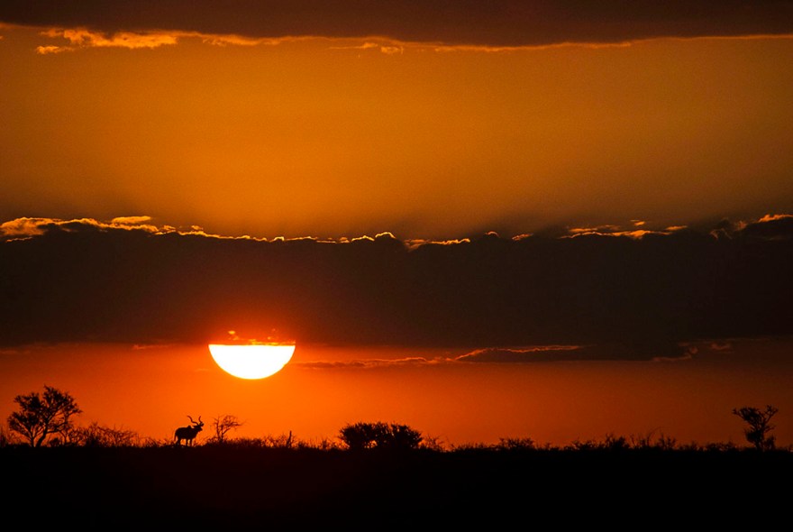 Great Kudu, Sunset, Namibia, Africa.